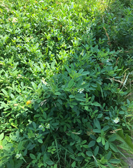 Melilotus albus