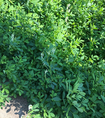 Melilotus albus