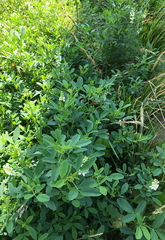 Melilotus albus