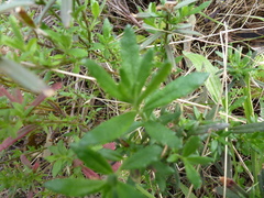 Gonocarpus elatus