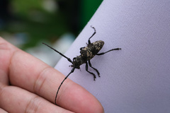 Lamiomimus gottschei