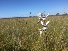 Diuris alba