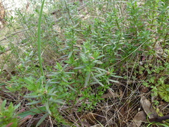 Gonocarpus elatus