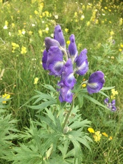 Aconitum maximum