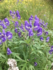 Aconitum maximum