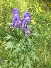 Aconitum maximum