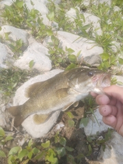 Micropterus dolomieu