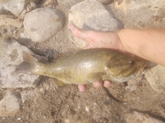 Micropterus dolomieu