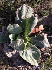 Verbascum thapsus