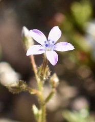 Gilia scopulorum