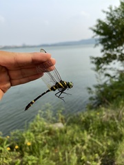 Epophthalmia elegans