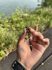 Epophthalmia elegans