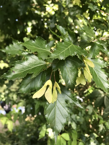 Amur Maple