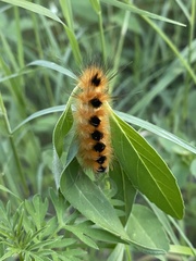 Pygarctia