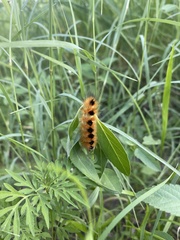Pygarctia