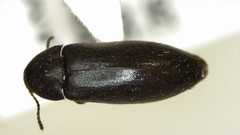Scotochroa basalis