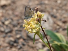 Eriogonum flavum