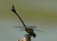 Ictinogomphus pertinax