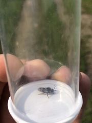 Colletes latitarsis