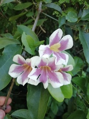 Bignonia potosina