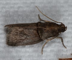 Acrobasis texana