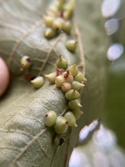 Caryomyia conoidea