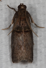 Acrobasis texana