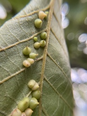 Caryomyia conoidea