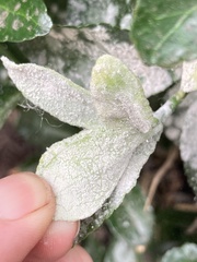 Erysiphe euonymicola