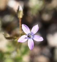 Gilia scopulorum