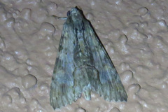 Melipotis acontioides