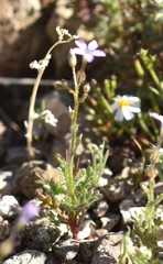 Gilia scopulorum