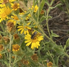 Paranthidium jugatorium