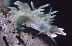 Coryphella cooperi