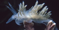 Coryphella cooperi