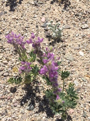 Lupinus arizonicus