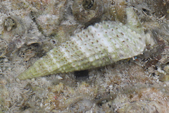 Cerithium traillii