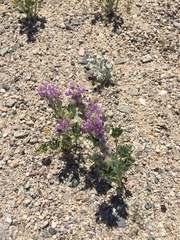 Lupinus arizonicus