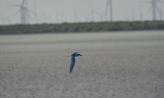 Thalasseus sandvicensis