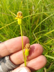 Packera pseudaurea