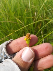 Packera pseudaurea