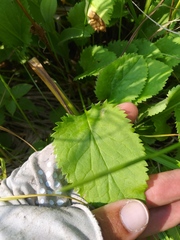 Packera pseudaurea