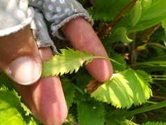 Packera pseudaurea