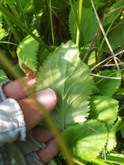 Packera pseudaurea