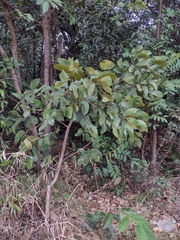 Hymenaea martiana