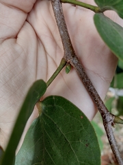 Hymenaea martiana