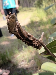 Omphalocera munroei
