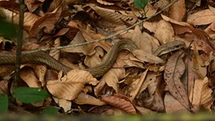 Coluber constrictor etheridgei
