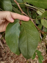 Hymenaea martiana