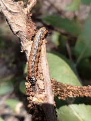 Omphalocera munroei